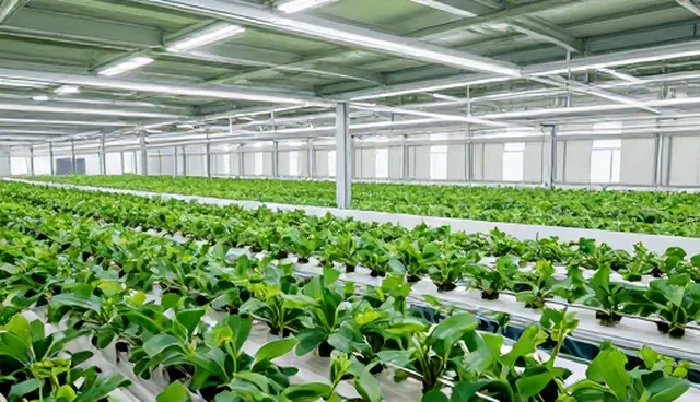 分级包装在农产品流通中的实践路径与优化策略